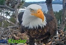 big bear eagles