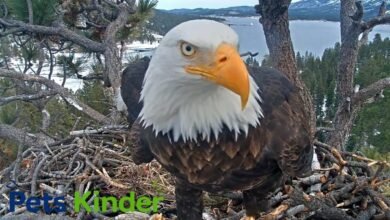 big bear eagles