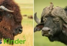 bison vs buffalo