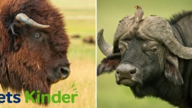 bison vs buffalo