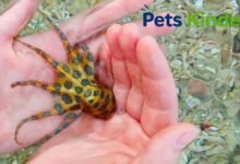 blue ringed octopus