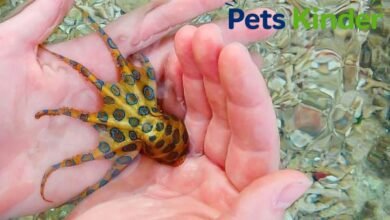 blue ringed octopus