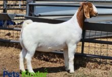 Boer goat