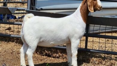 Boer goat