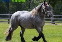 brabant horse