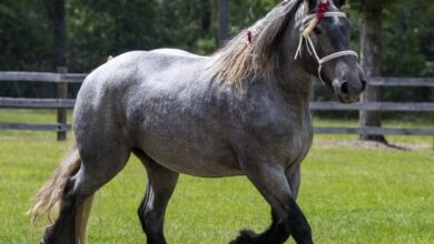 brabant horse