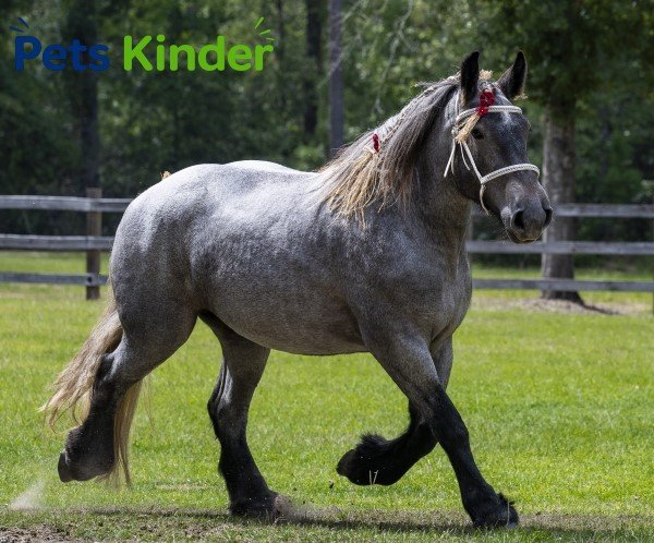 brabant horse