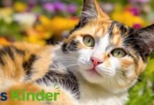 calico cat