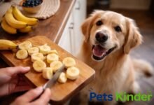 can dogs eat bananas​