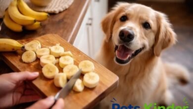 can dogs eat bananas​