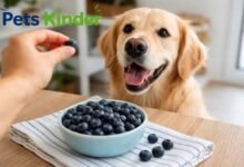 can dogs have blueberries