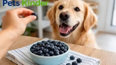 can dogs have blueberries