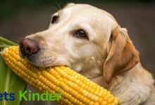 can dogs have corn