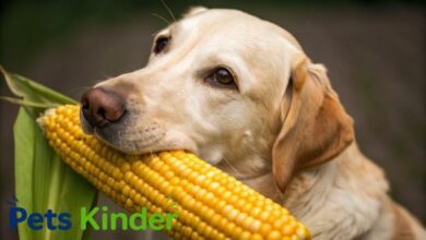 can dogs have corn