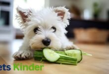 can dogs have cucumbers