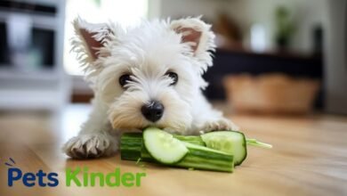 can dogs have cucumbers