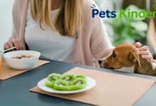 can dogs have kiwi