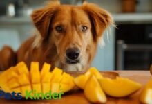 can dogs have mango
