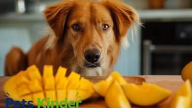 can dogs have mango