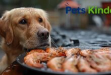 can dogs have shrimp