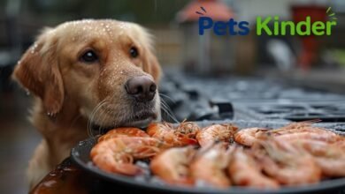 can dogs have shrimp
