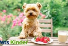 can dogs have strawberries