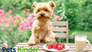 can dogs have strawberries
