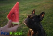can dogs have watermelon