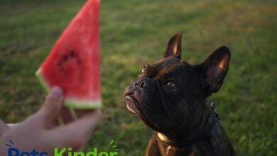 can dogs have watermelon
