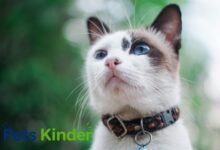 cat collar