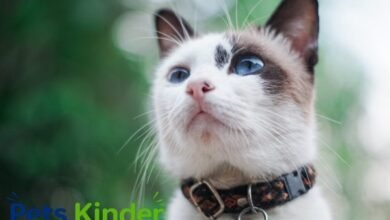 cat collar