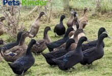 cayuga ducks