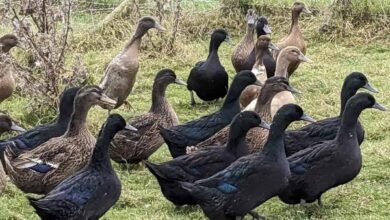 cayuga ducks