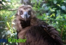 cinereous vulture