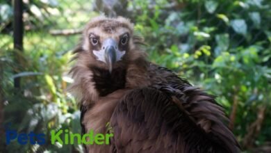 cinereous vulture