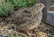 coturnix quail