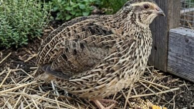coturnix quail