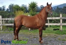 criollo horse
