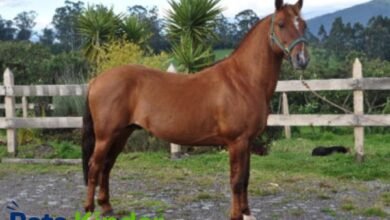 criollo horse