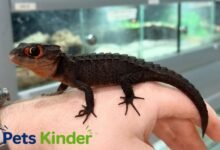 crocodile skink