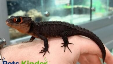 crocodile skink