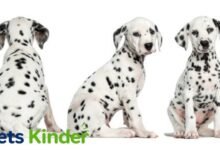 dalmatian puppies for sale