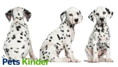 dalmatian puppies for sale