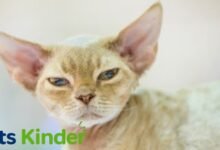devon rex cat