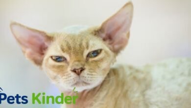 devon rex cat