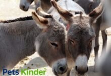 donkeys