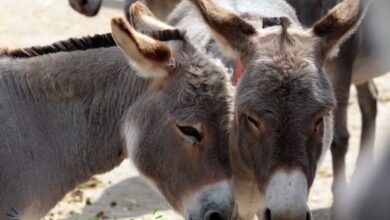 donkeys