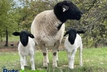 Dorper sheep