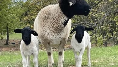 Dorper sheep