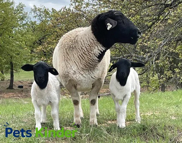 Dorper sheep